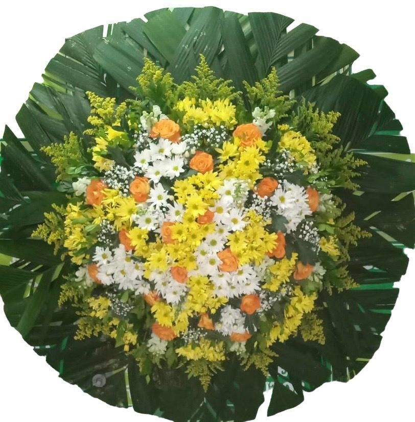 Coroa Harmonia